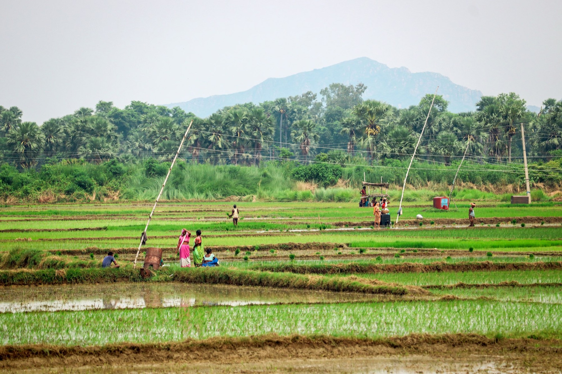 Green paddy fields with farm workers and palm trees under a hazy sky near Kutlupur, Bihar, India