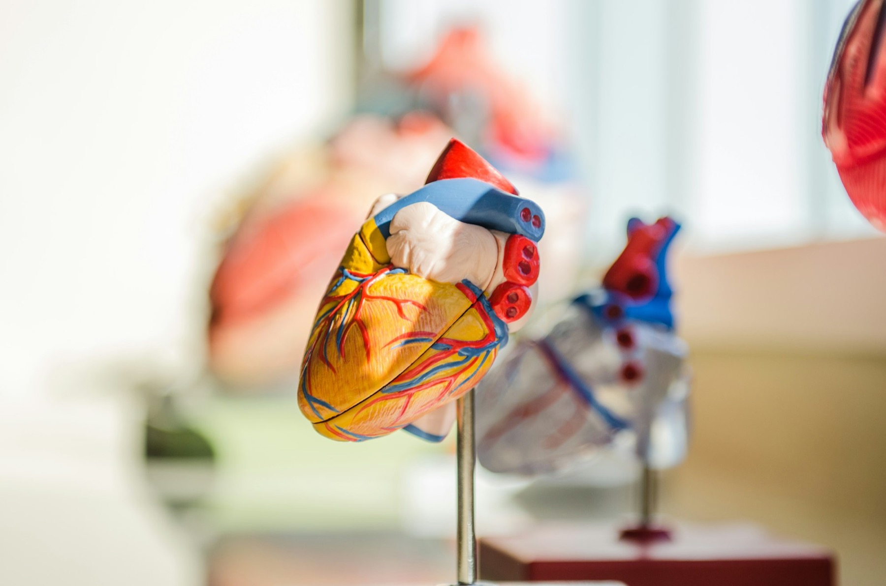 A colorful anatomical heart model on a metal stand, with blurred models behind it.